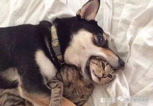 新手训猫小爆料视频大全,揭秘视频大全中的实用技巧与经验分享 第1张 新手训猫小爆料视频大全,揭秘视频大全中的实用技巧与经验分享 第1张